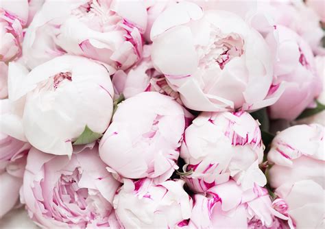 Photos of Peonies - My Cozy Sundays | Pink peonies background, White ...