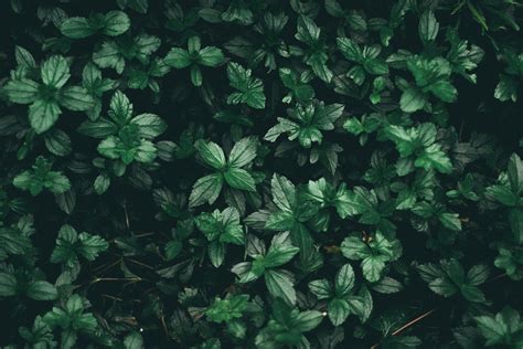 Aesthetic Green Desktop Wallpapers - Wallpaper Cave