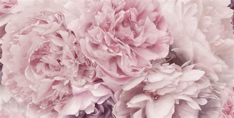 Pink Peony Wallpapers - Top Free Pink Peony Backgrounds - WallpaperAccess