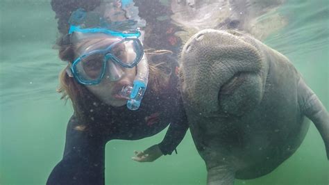 My Guide to Booking the Best Manatee Tours in Crystal River, Florida