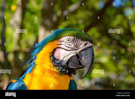 Macaw in the vegetation of the Brazilian rainforest Stock Photo - Alamy