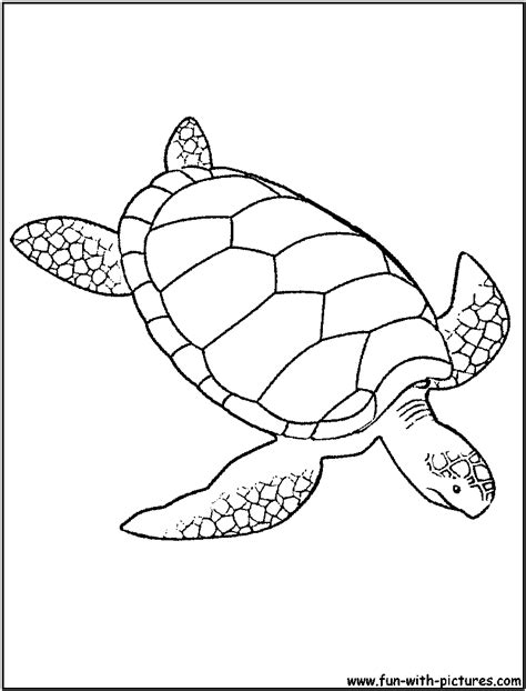 Green Sea Turtle Coloring Page