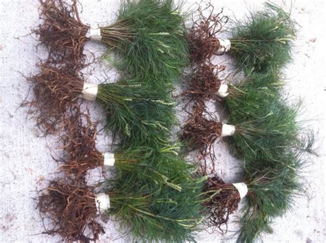 Christmas Tree SEEDLINGS White Pine Seedlings Qty 32 Naturally Sprouted ...