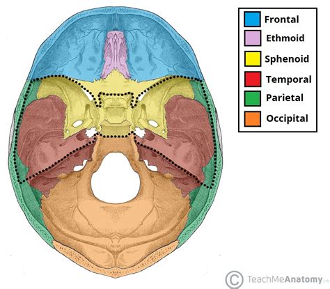 The Cranial Fossae - TeachMeAnatomy