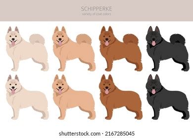 Schipperke Clipart Different Poses Coat Colors Stock Vector (Royalty ...