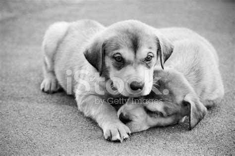 Puppies Hugging Stock Photo | Royalty-Free | FreeImages