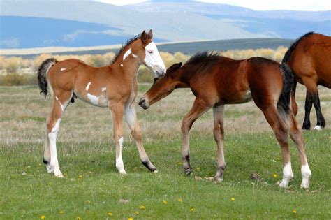 All About Baby Horses (Gestation, Terms, Fun Facts) - Horse Rookie