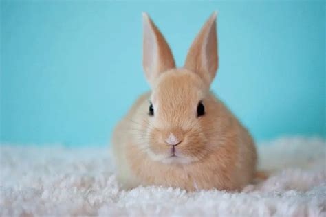 What Are Baby Rabbits Called? Rabbit Names For Age And Gender