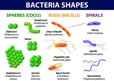 Bacteria Shapes ... | Bacteria shapes, Microbiology study, Microbiology lab