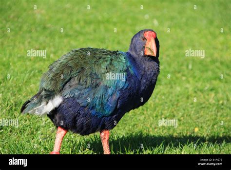 Takahe, a native New Zealand bird Stock Photo - Alamy