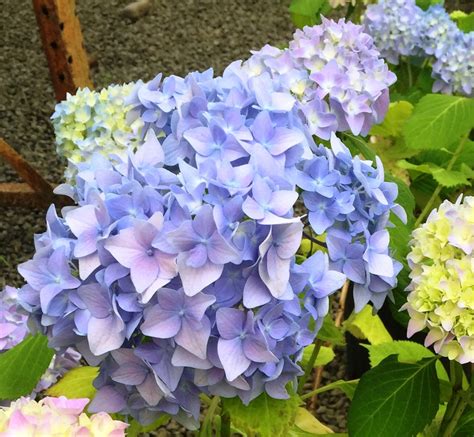 Hydrangea Macrophylla Blue Gardenland USA - Improve Your Environment