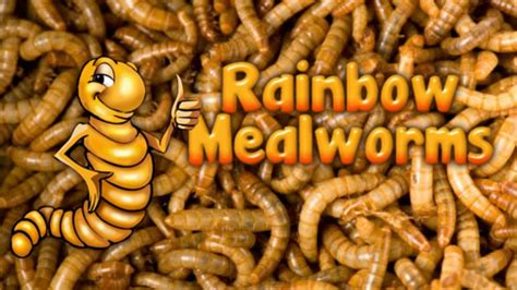 Rainbow meal worm unboxing - YouTube