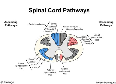 Anatomy Of Spinal Cord - 3D model Human Spine with spinal cord and body ...