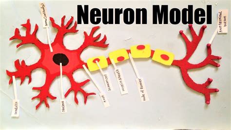 Neuron Cell Model