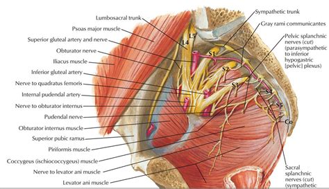 Understanding the Pelvic Floor Muscles and Pelvic Pain - Somatic ...