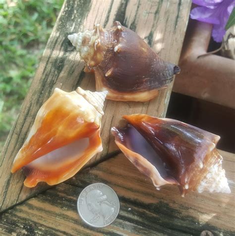 Florida Fighting Conch Shells per Dozen Bulk Florida Gulf - Etsy