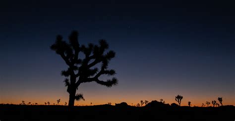 Sunrise, Joshua Tree National Park - Off the Beaten Path