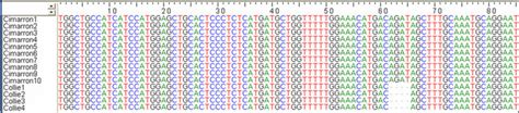 Sequence of the analyzed region of MDR1 gene. Samples with the mutation ...