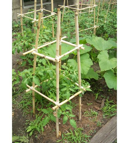 Homemade Bamboo Tomato Cages