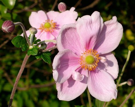 Share my Garden: Late summer flowers