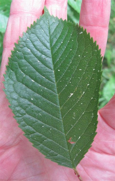 Cherry - Tree Guide UK - Wild Cherry tree identification