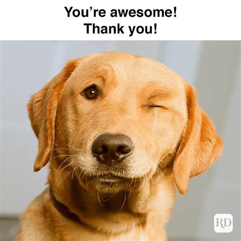 The Best 21 Dog Thank You Meme Gif - greatfresharts