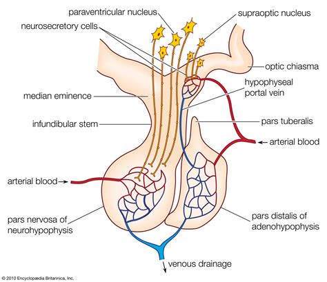 Pituitary gland | Definition, Anatomy, Hormones, & Disorders | Britannica