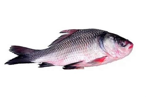 Catla Fish at Rs 150/kg | Catla Fish in Jagiroad | ID: 20903869512