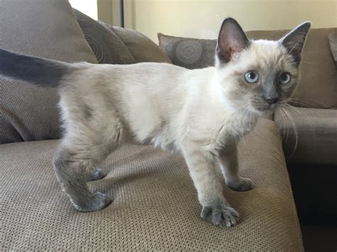 Is My Cat Siamese Mix? | TheCatSite