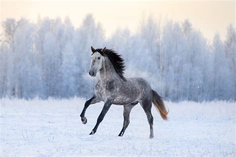 Popular Winter Animals that Thrive in Cold Weather - MyStart