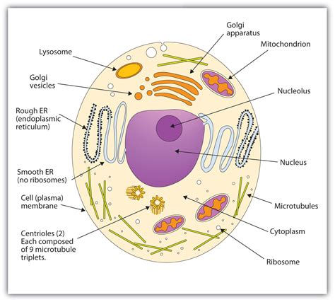 Printable Animal Cell Diagram