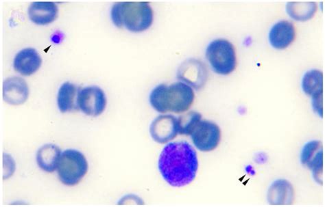 SciELO - Brasil - Molecular detection of Anaplasma species in dogs in ...