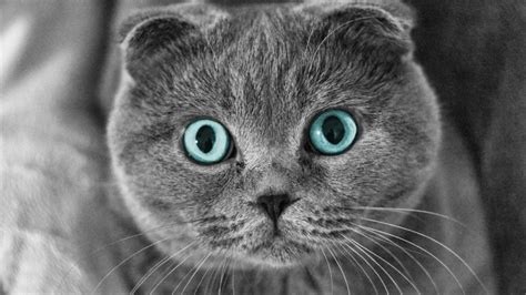 Scottish Fold Cat Blue Eyes HD Wallpaper - WallpaperFX