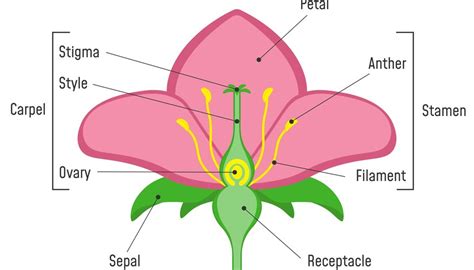 Parts of Flowers & What They Do | Sciencing