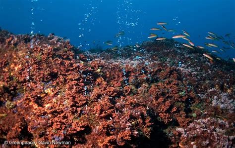 Penambangan Laut Dalam (Deep Sea Mining): Ancaman Bencana dan Kehidupan ...