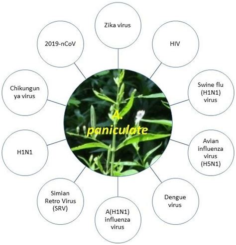 Andrographis paniculata showed antiviral effects on multiple viruses ...