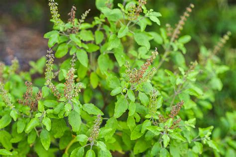 Tulsi (Holy basil) - a scientific overview – Wise Woman Herbals