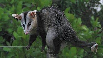 White-eared opossum - Wikipedia