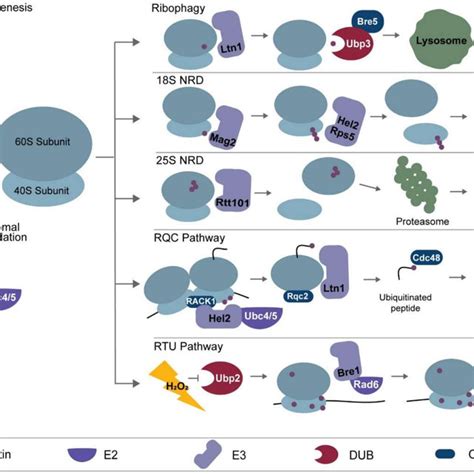 Ubiquitin and overview of the process of ubiquitination. (A) Structure ...