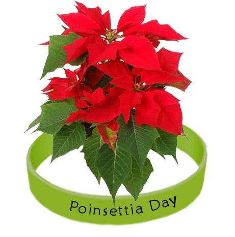 National Poinsettia Day – Celebrated December 12 th!