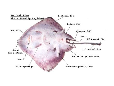 External Anatomy | Animals information, Anatomy, Marine