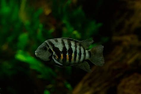 Convict Cichlid Tank Mates - Aquariumia