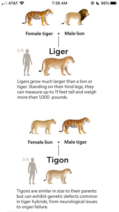 Liger vs Tigon: A Comparison of Hybrid Big Cats