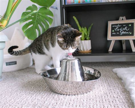 Automatic Cat Feeders & Dispensers | PetSafe®