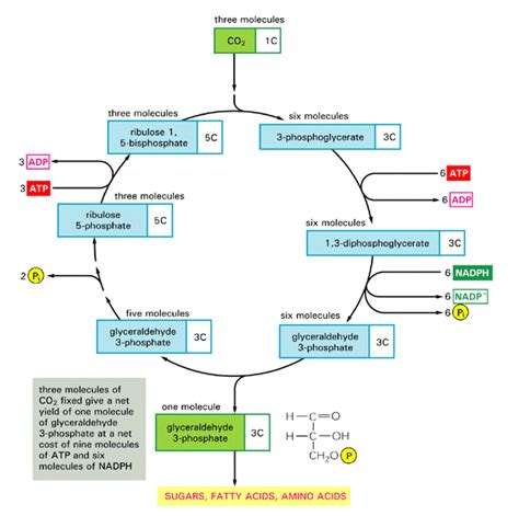 What Is The Calvin Cycle? | Light reaction, Photosynthesis, Good notes