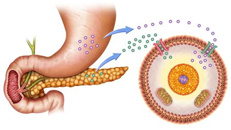 Autocrine signaling Definition and Examples - Biology Online Dictionary