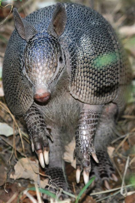 What Humans Can Learn From The Mating Habits Of Armadillos | American ...