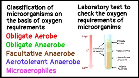 Obligate Aerobe | Obligate Anaerobe | Facultative Anaerobe ...