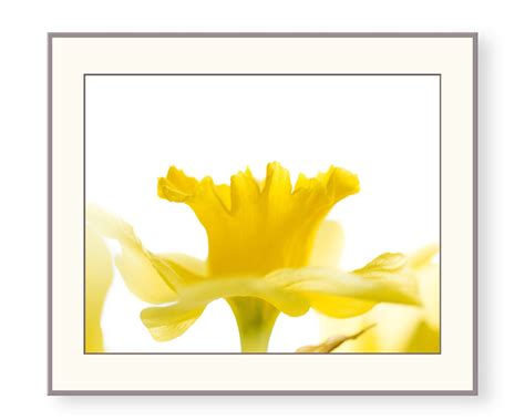 Yellow Daffodil Photo Print, Fine Art, Wall Art, Home Decor - Etsy