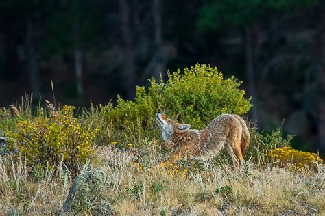 Wildlife of Rocky Mountain National Park | Nature Photography